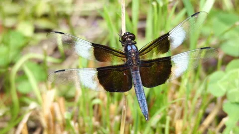 Closeup of widow skimmer dragonfly Stock Footage 276972334