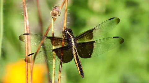 Closeup of widow skimmer dragonfly Видео 277408130