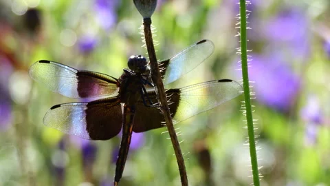 Closeup of widow skimmer dragonfly Stockbeeldmateriaal 277408179