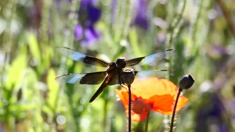 Closeup of widow skimmer dragonfly 스톡 동영상 277408183