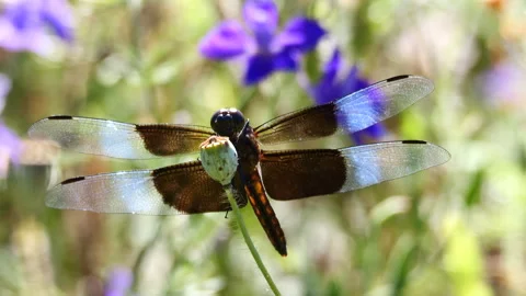 Closeup of widow skimmer dragonfly Vidéo 277408196