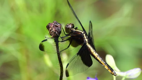 Closeup of widow skimmer dragonfly Vidéo 310789508