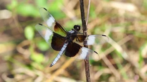 Closeup of widow skimmer dragonfly Stock Footage 312530715