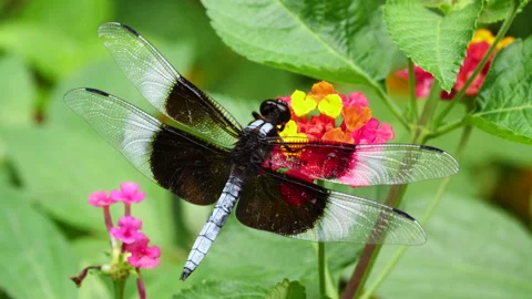 Closeup of Widow Skimmer Dragonfly Perched on Flower Stock Footage 314531437