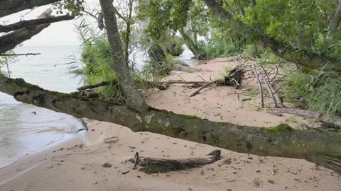 Closeup Wild Beach Trees Branches on Sand Stock Footage 317763448