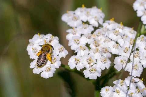 Closeup of a wild bee (prob. plasterer bee Colletes spec.) on yarrow flowers  Stock Photos