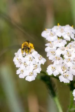 Closeup of a wild bee (prob. plasterer bee Colletes spec.) on yarrow flowers  Stock Photos