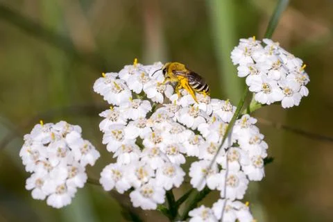 Closeup of a wild bee (prob. plasterer bee Colletes spec.) on yarrow flowers  Stock Photos