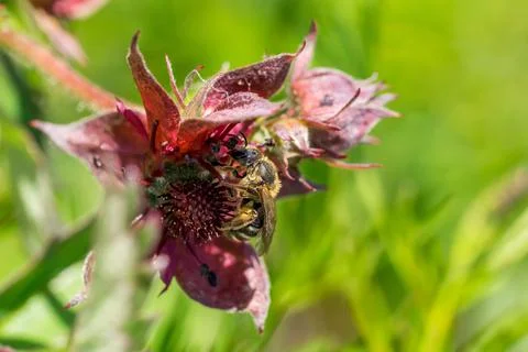 Closeup of wild bee (prob. Sweat bee, Lasioglossum) on Purple Marshlocks flow Stock Photos
