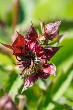 Closeup of wild bee (prob. Sweat bee, Lasioglossum) on Purple Marshlocks flow Stock Photos
