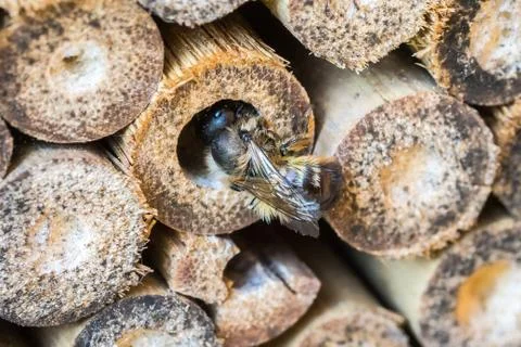 Closeup of Wild bee (probably Red Mason Bee, Osmia bicornis) at her Nesting T Stock Photos