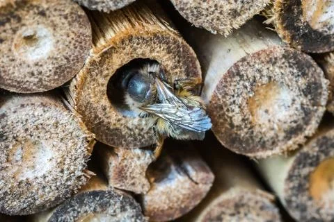 Closeup of Wild bee (probably Red Mason Bee, Osmia bicornis) at her Nesting T Stock Photos