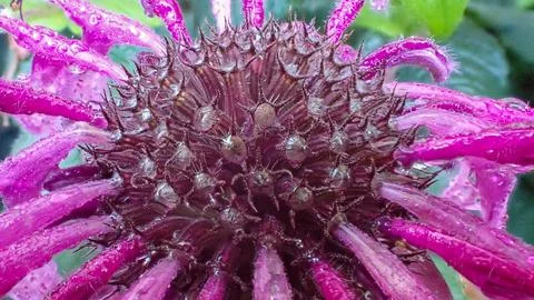 Closeup-of-wild-bergamot Stock-Fotos
