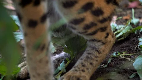 Closeup wild big serval cat digging in the jungle floor Stock Footage 111884880