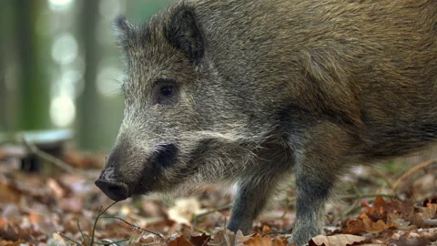 Closeup wild boar Sus scrofa piggy looking for nutriment in woods Stock Footage 145795296