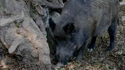 Closeup of a wild boar (Sus Scrofa). Stock Footage 280004820