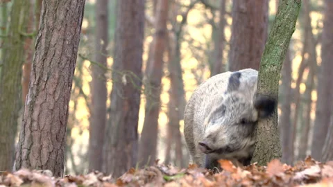 Closeup wild boars Sus scrofa scratching yourself by tree trunk in woods Stock Footage 145796429