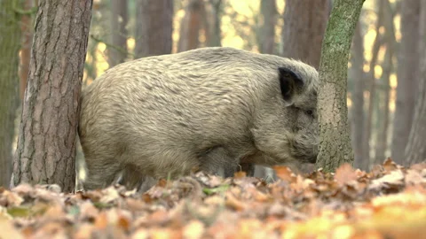 Closeup wild boars Sus scrofa scratching yourself by tree trunk in woods Stock Footage 145796768