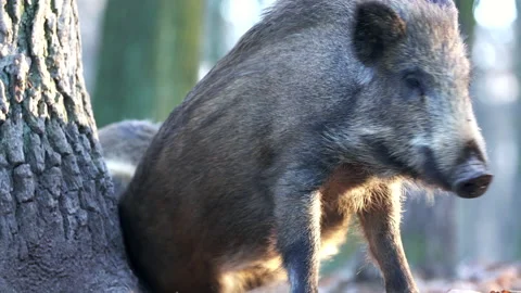 Closeup wild boars Sus scrofa scratching yourself by tree trunk in woods Stock Footage 145797738