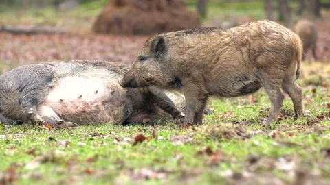 Closeup wild boars Sus scrofa family, excited piggy romping together. Stock Footage 145818749