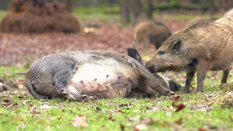 Closeup wild boars Sus scrofa family, excited piggy romping together. Stock Footage 145818837