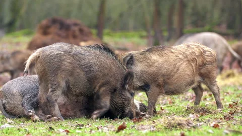 Closeup wild boars Sus scrofa family, excited piggy romping together. Stock Footage 145819902