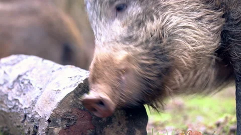 Closeup wild boars Sus scrofa scratching yourself by tree trunk in woods Stock Footage 145819951