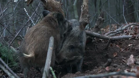 Closeup wild boars Sus scrofa, excited piggy romping together in woods Stock Footage 145858979