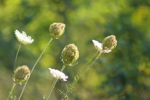 Closeup of wild carrot buds with selective focus on foreground Foto stock