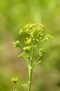 Closeup of wild celery buds with green blurred background Stock Photos