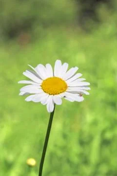 Closeup of wild daisy Stock Photos