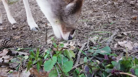 Closeup of wild deer eating from forest floor, slow motion 스톡 동영상 330052967
