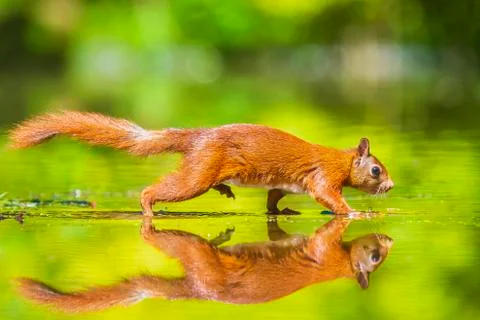 Closeup of a wild Eurasian red squirrel, Sciurus vulgaris, eating, foraging i Stock Photos