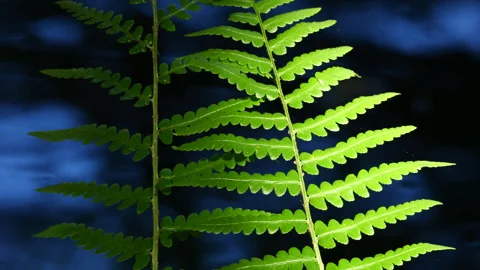 Closeup of wild ferns. Stock Footage 239101739