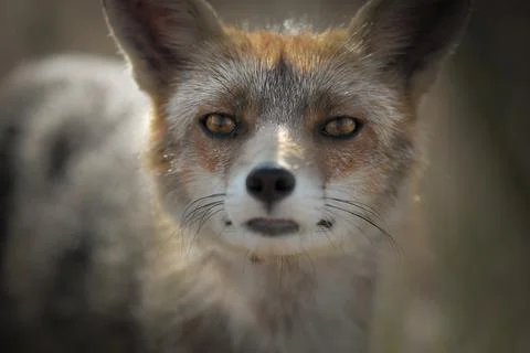 Closeup wild Fox 2 Stock Photos