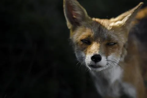 Closeup wild Fox Stock Photos