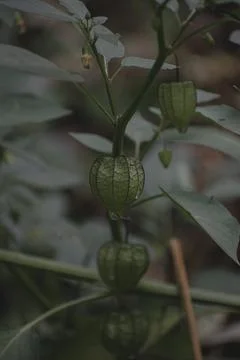 Closeup of a wild Fruit Stock Photos