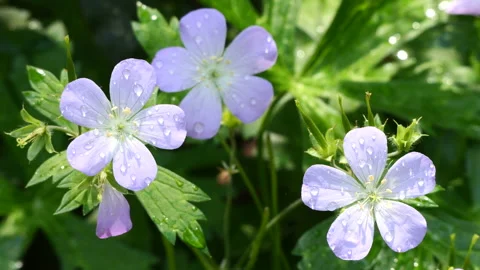 Closeup of Wild Geranium Stockbeeldmateriaal 239101766