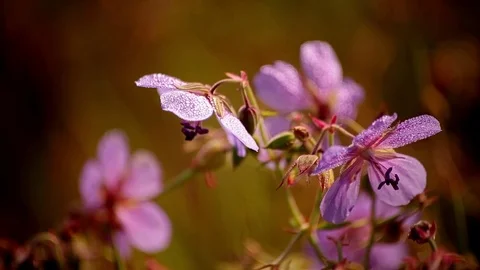 Closeup of Wild Geranium Sunrise Dewdrops Stock Footage 83444106