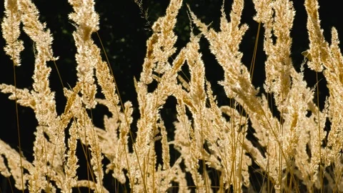 Closeup Of Wild Grass With Backlight Dancing In The Wind 스톡 동영상 94798484
