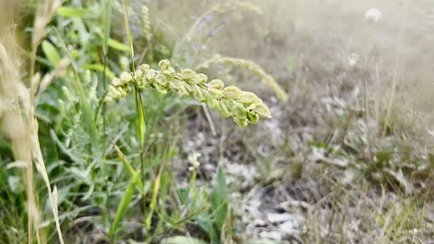 Closeup of wild grass with seed head in meadow, showcasing biodiversity and Stockbeeldmateriaal 279143123