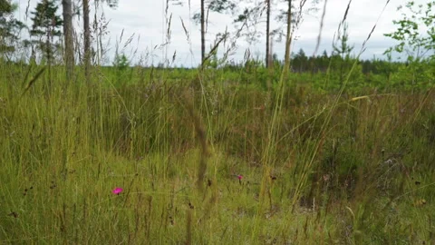 Closeup wild grasses waved by light wind and small flowers Stockbeeldmateriaal 101049962