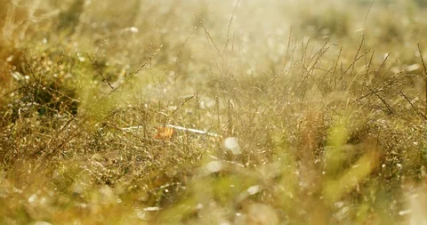 Closeup of wild green grass with cobweb in sunlight in summer day in countryside Stock Footage 128807662