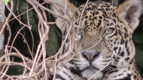 Closeup of Wild Jaguar Face and Eyes in Pantanal Jungle in Brazil Stock Footage