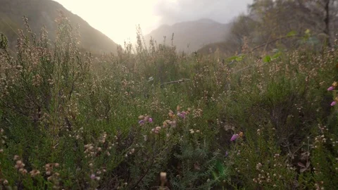 Closeup of wild Lavender field. Vídeo Stock 99936032