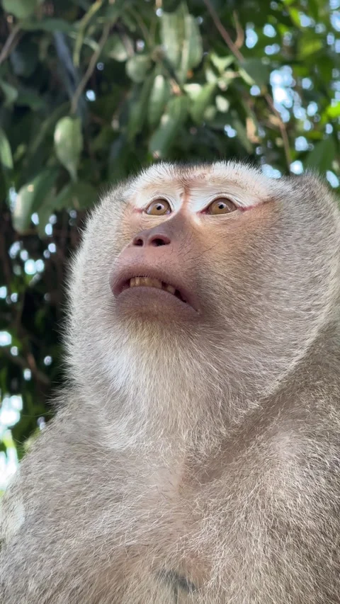 Closeup on wild monkeys face as it scans the treetops Stock Footage 303293429