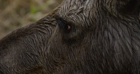 Closeup of wild Moose eating Stock Footage 247916839