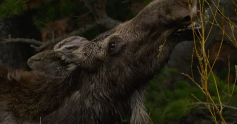 Closeup of wild Moose eating Stock Footage 253840036
