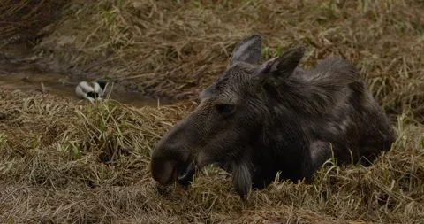 Closeup of wild Moose eating Vidéo 334980009