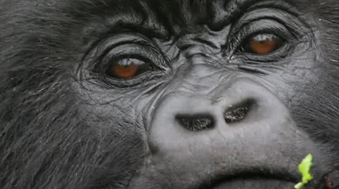 Closeup of WILD Mountain Gorilla in the Virunga Mountains, Rwanda 스톡 동영상 11320238